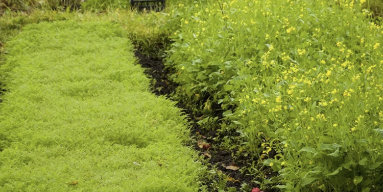 Какие сидераты посеять весной, чтобы почва ожила и урожай вырос без химии