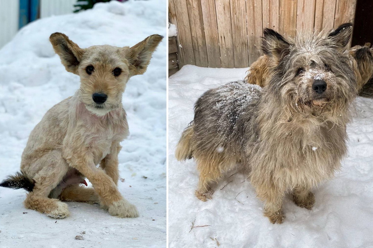   Фото: Первый городской приют