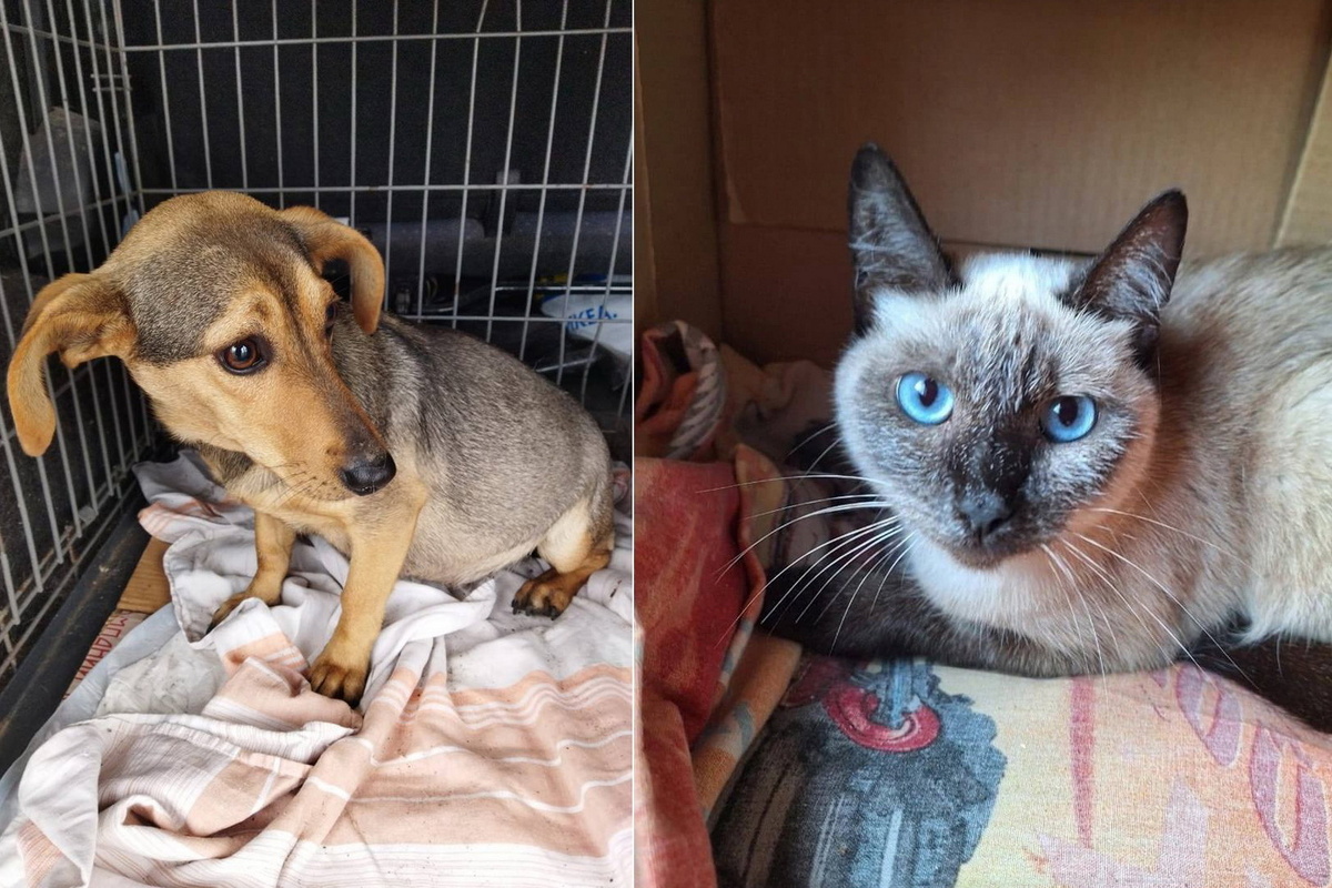    Фото: Первый городской приют