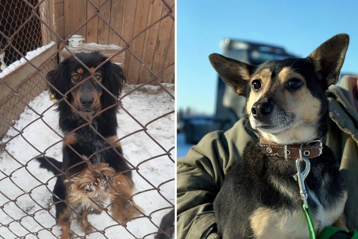    Фото: Первый городской приют