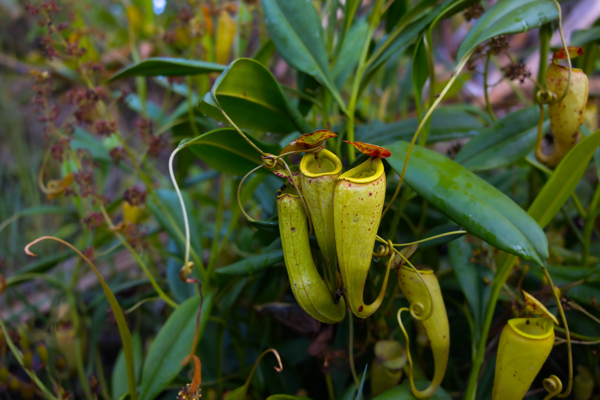 Непентес Грацилис, он же непентес изящный. Мы считаем, что вполне себе изящно.