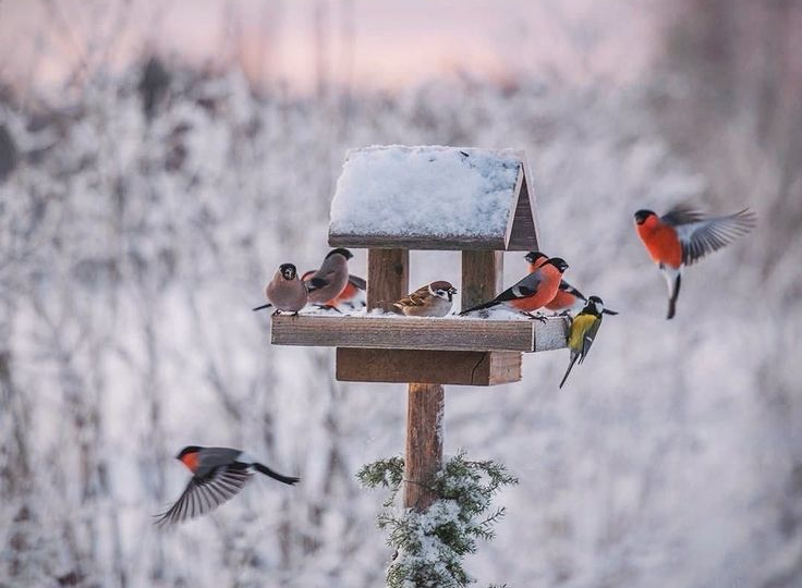 Мой сад под крыльями: как я заключила союз с зимними птицами