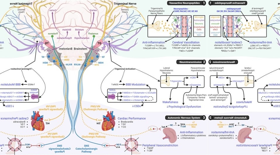   Keren Powell et al. / Bioelectronic Medicine, 2023