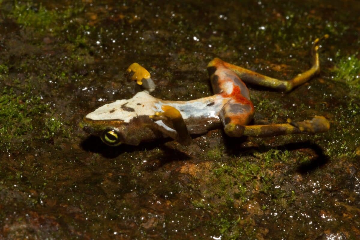    Мертвая лягушка Atelopus limosus, инфицированная грибком Bd / © flickr