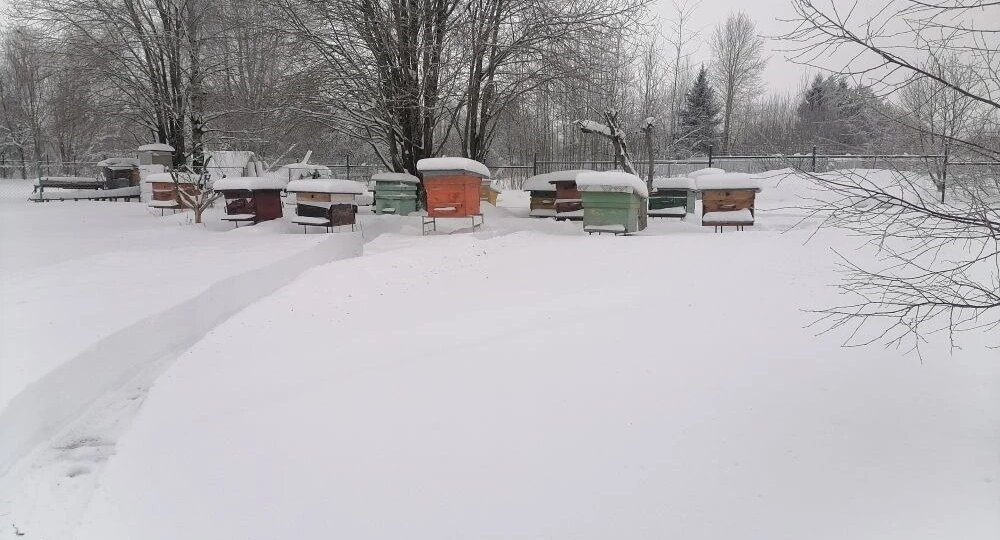 Подготовка к морозам: реальная история утренней работы зимой на моей пасеке