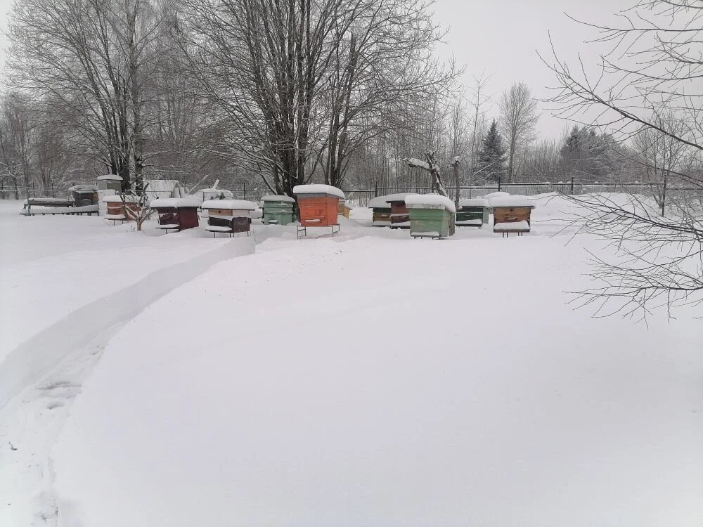 Вот так зимуют мои пчёлы