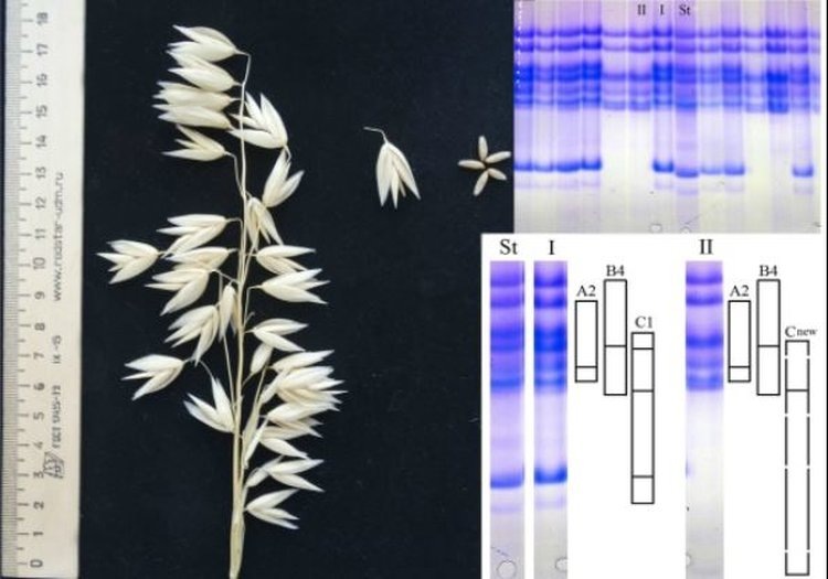    Фото: Лаборатория ГИР