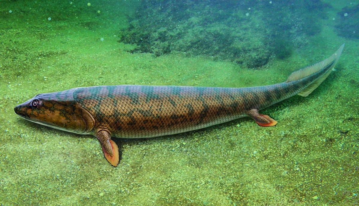 Panderichthys / © pinterest.com