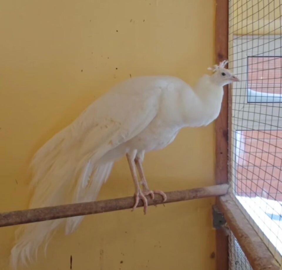    Павлин Сахарок. Источник: Барнаульский зоопарк "Лесная сказка"