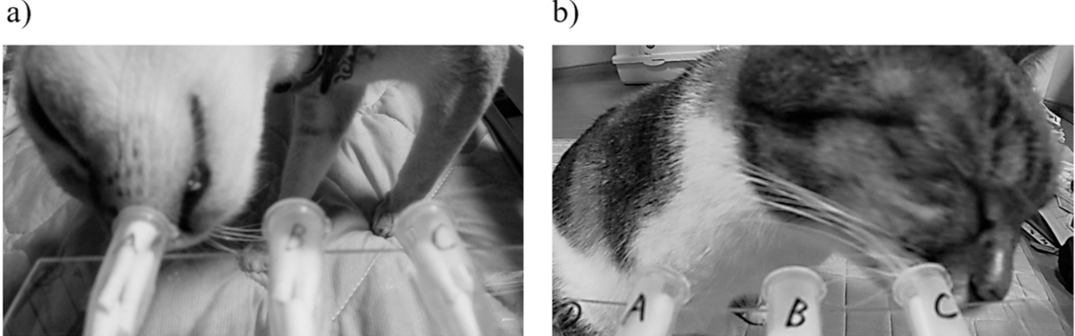 На фотографии запечатлён процесс обнюхивания трубок с запахом. Учёных интересовало, как кошки ведут себя: с какой стороны происходит обнюхивание, наклон головы, использование ноздрей.