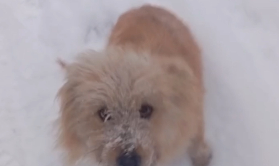 Спасение животных в зоне СВО: как брошенные пушистые друзья обретают новый дом