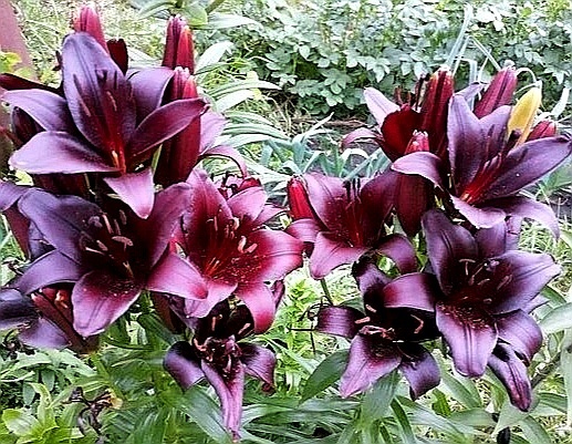 Азиатская лилия Мапира