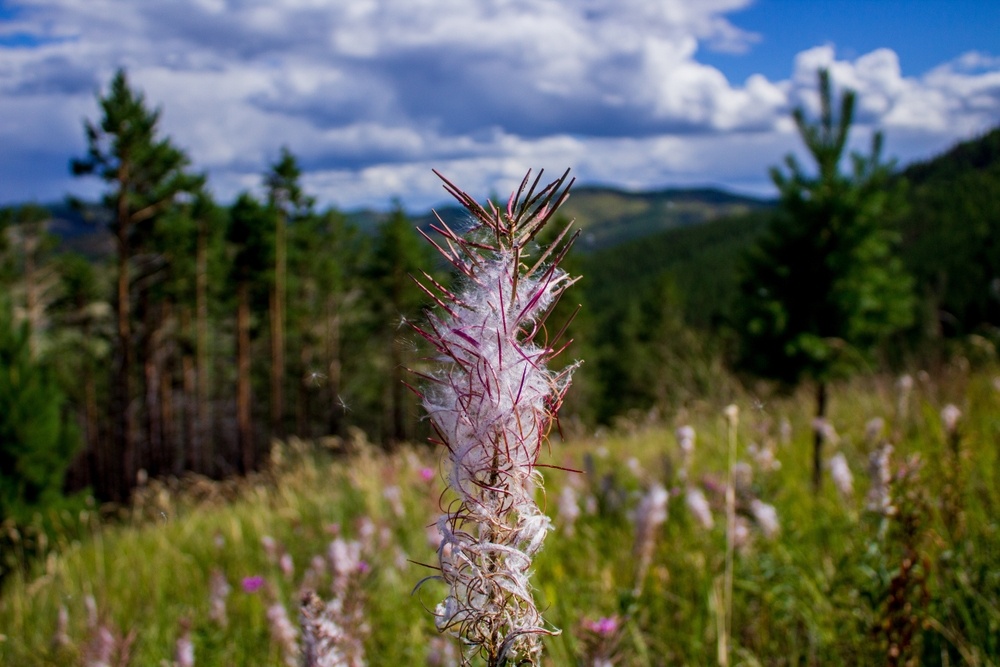   Чем согреваются в России? Иван-чай из Бурятии