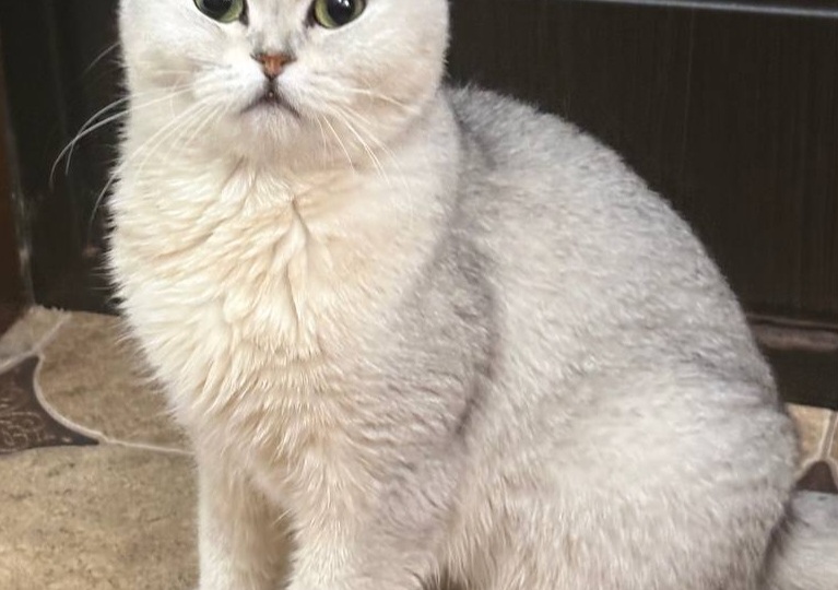 Вислоухую кошечку выкинули! Срочный поиск дома!