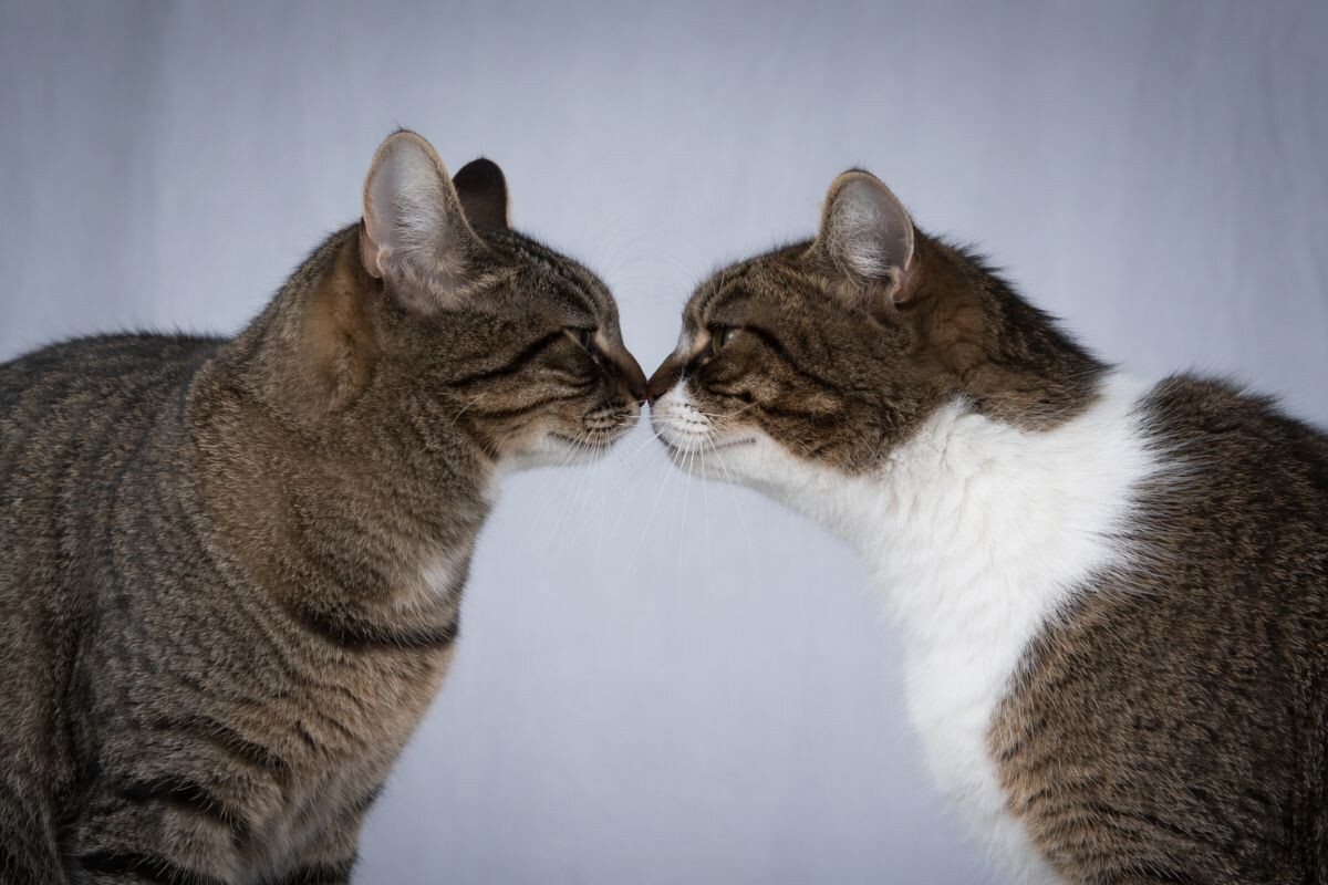 Как кошки приветствуют друг друга