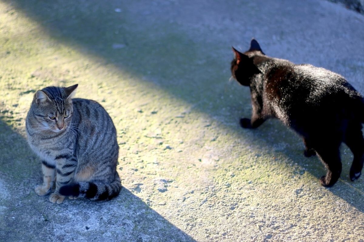 Две уличные кошки  