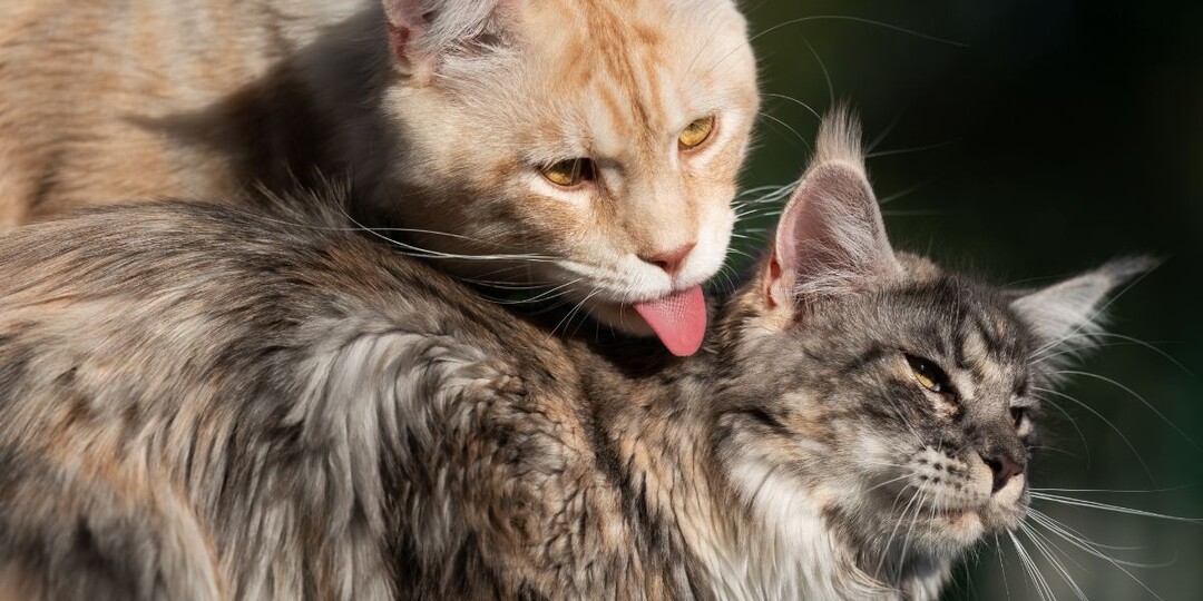 Вы думали, они просто нюхаются? Как кошки приветствуют друг друга на самом деле