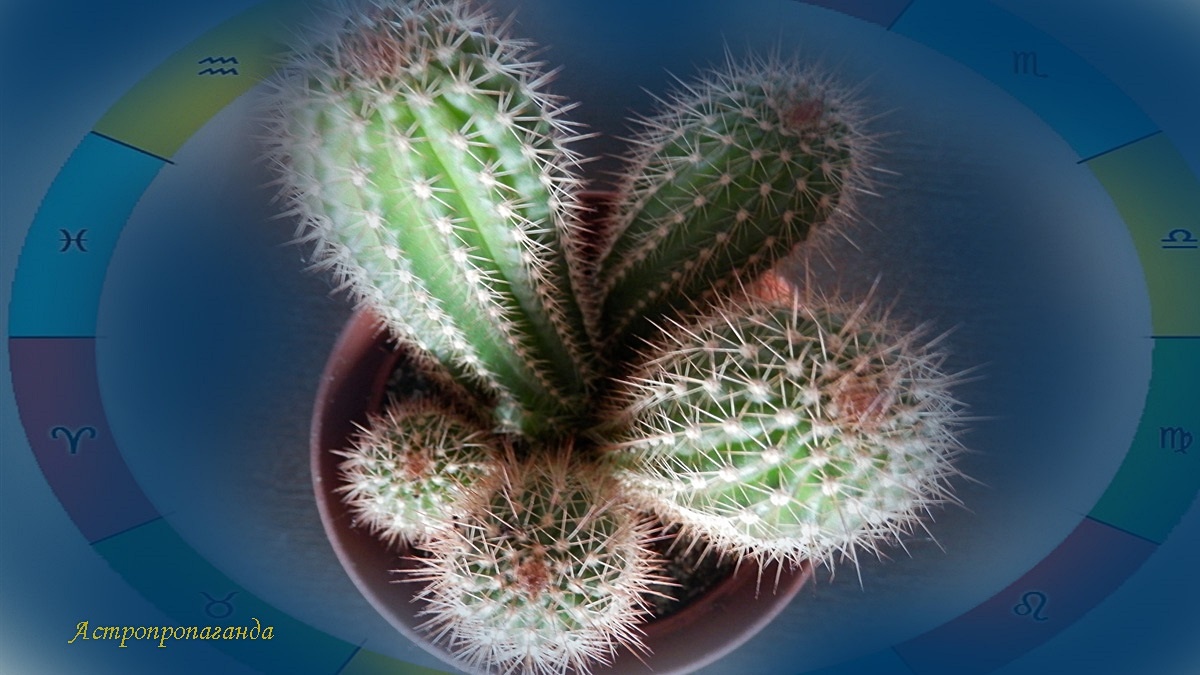 Гороскоп с 19 по 25 января 2026: рекордная неделя по аспектам | Недельный гороскоп