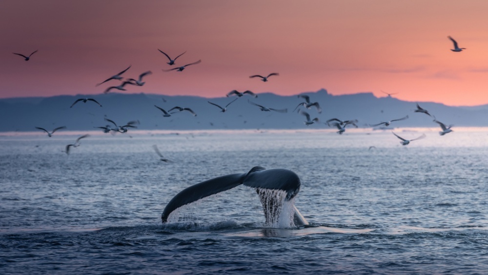     Фото: SurangaLK/Shutterstock/FOTODOM