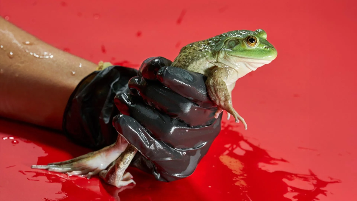    Лягушка-бык — экзотический вид, разводимый в коммерческих целях в Бразилии с 1930-х годов и связанный с глобальным распространением хитридиевого грибкового штамма.