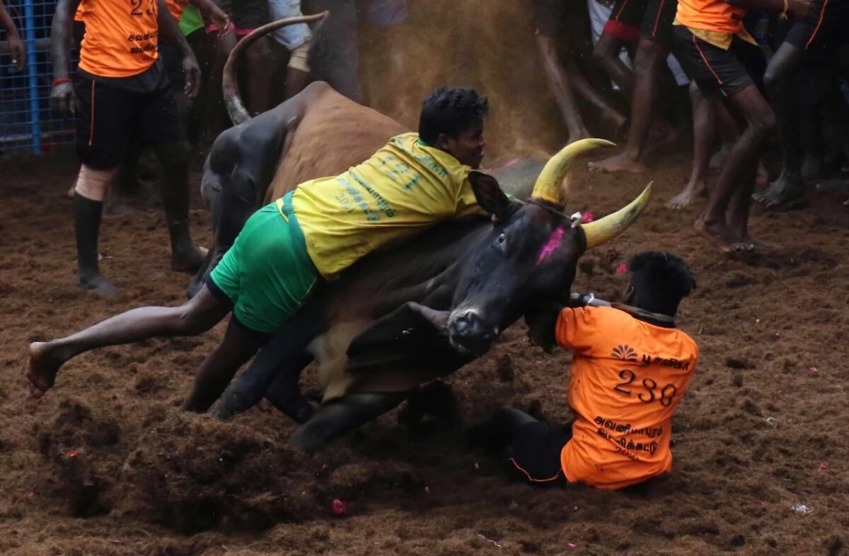    В Индии 63 человека получили ранения во время схватки с быками