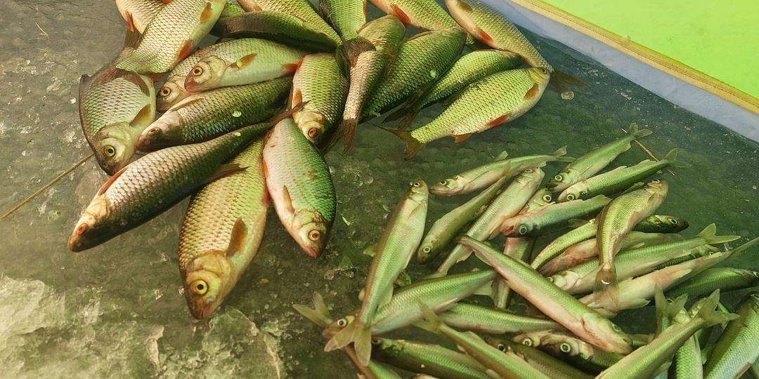 Тарховка. Когда хочется плотвы.