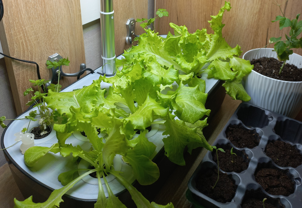 Салат. В дальник лунках начинает расти петрушка.