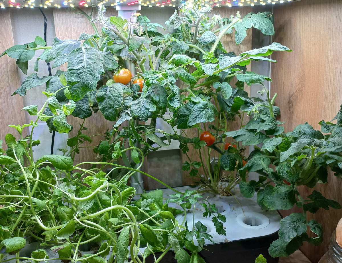 Помидор. Рядом мята. В дальне лунке петрушка.