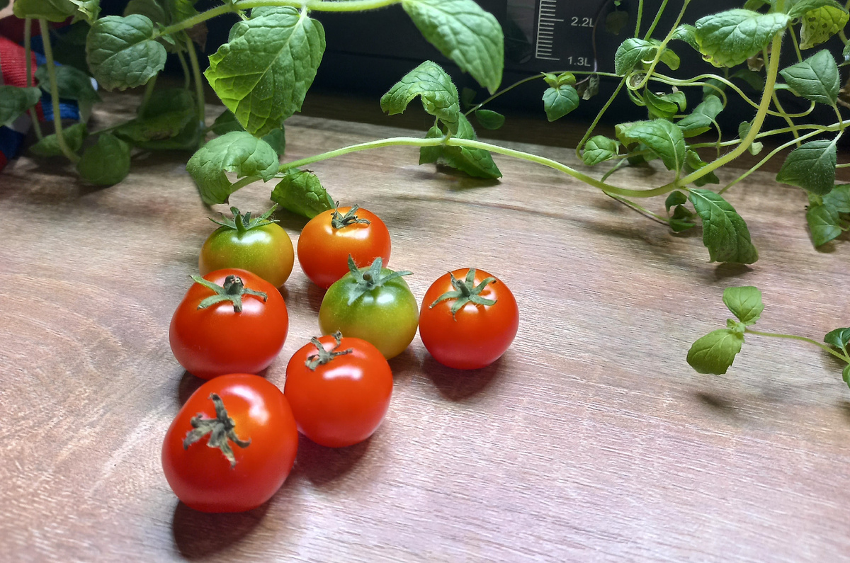 Урожай помидорок.