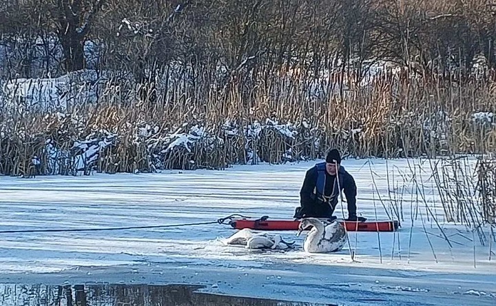 В Ростовской области спасли лебедя, который не хотел покидать погибшую подругу