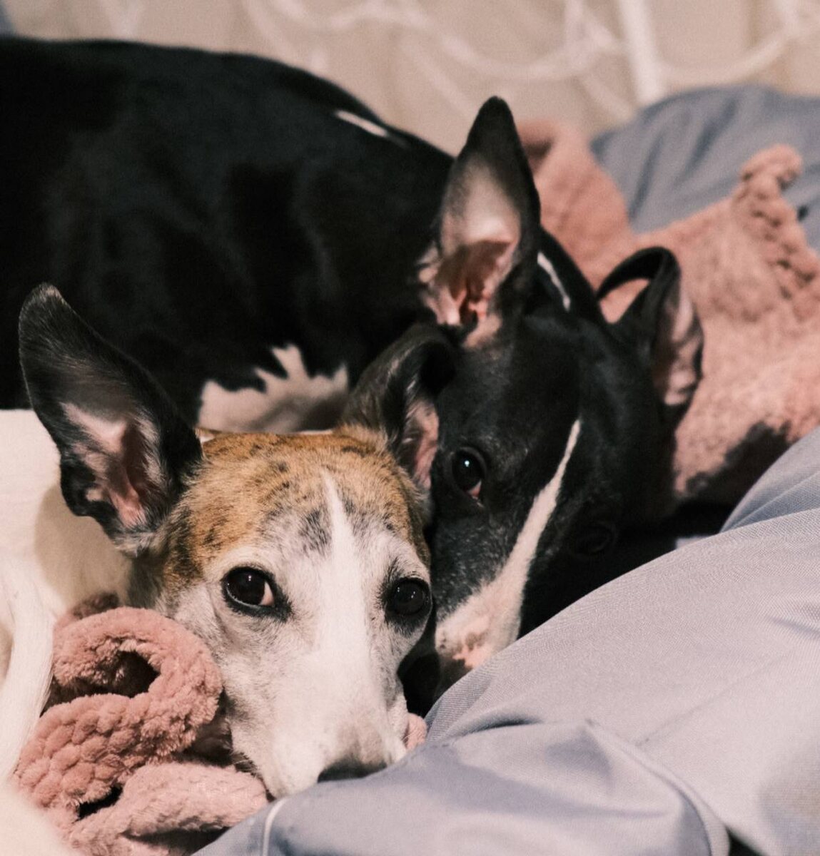Нельзя просто взять и подселить случайную собаку к нашей (точнее, можно, конечно, но тогда вероятность нарваться на проблемы кратно возрастает)
