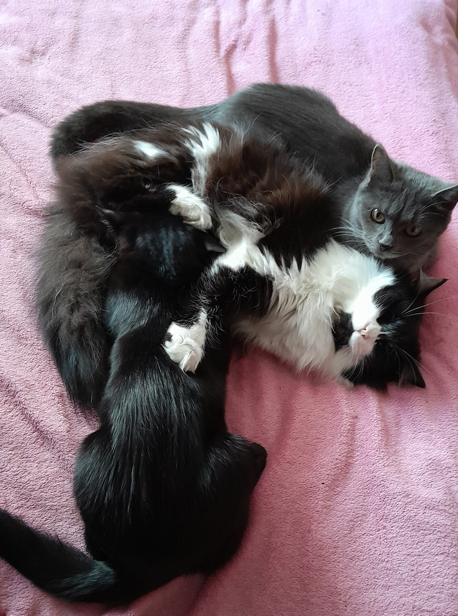 Все родные, все свои