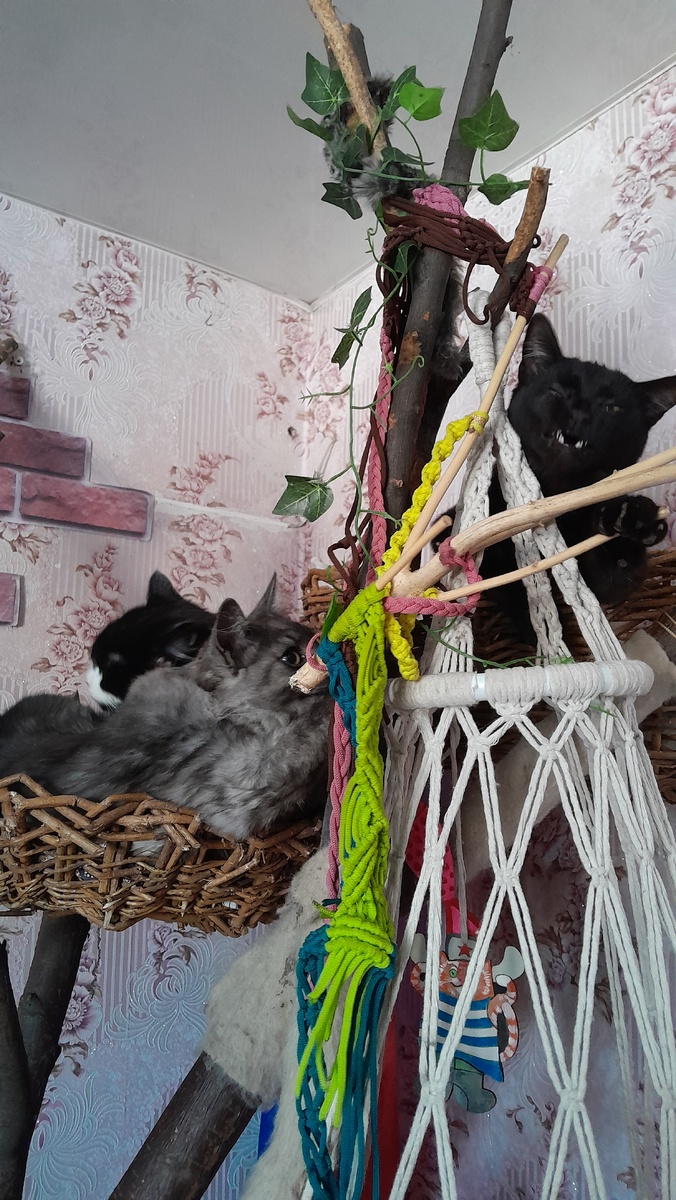 Кошачий рай