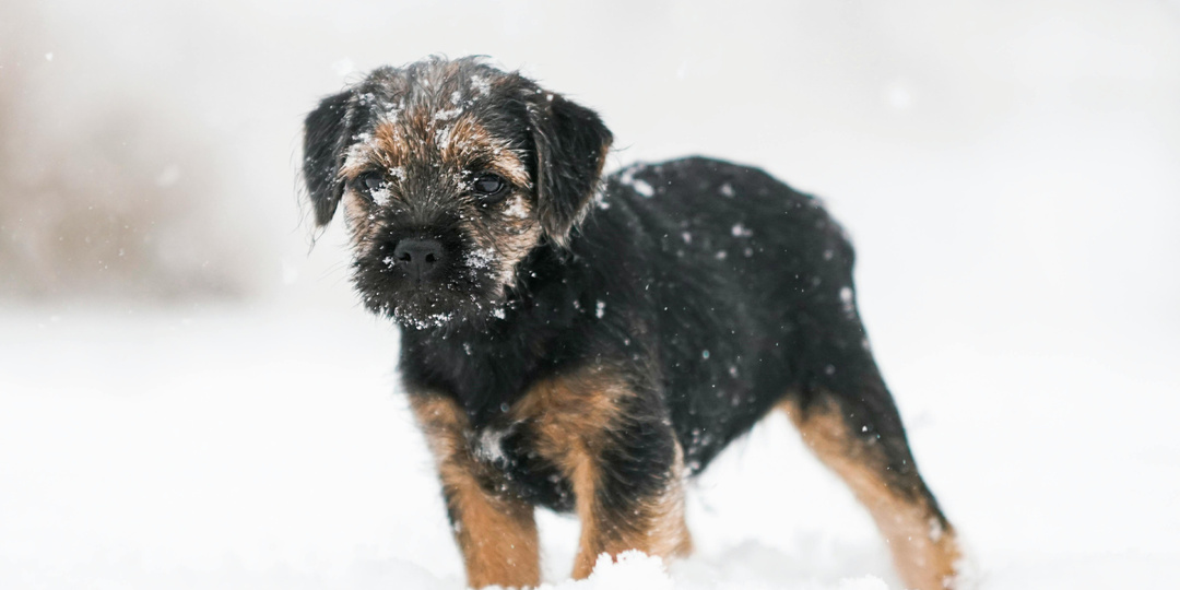 Не смогла отказать