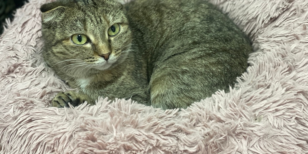 Умоляю вас, друзья! Помогите котикам не потерять дом🙏