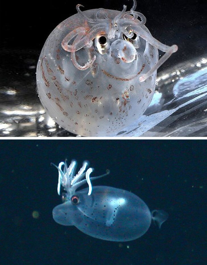 © wikimedia, © mbari.org