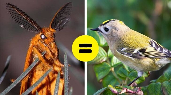 © Grandmudlo1 / pikabu, © freenatureimages