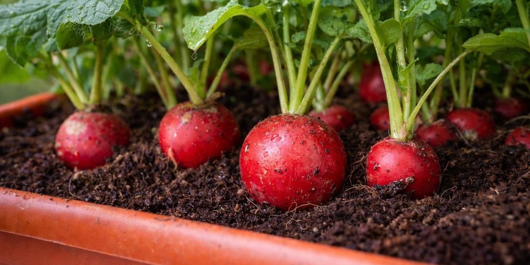 Как вырастить редис на подоконнике — самый простой способ