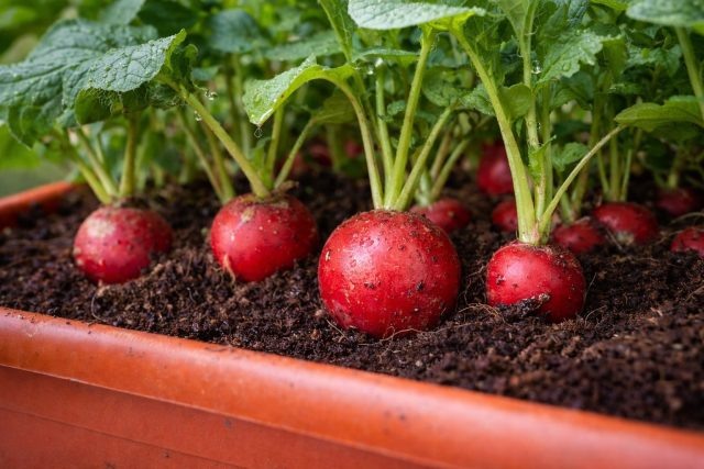 Как вырастить редис на подоконнике — самый простой способ  📷
