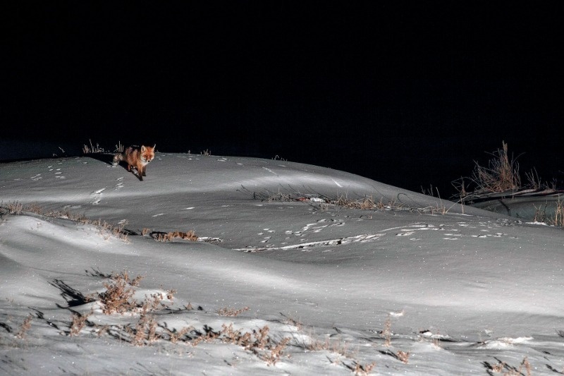 Астраханцы могут посетить выставку фотографий дикой природы