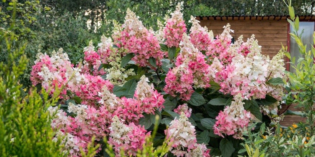 7 сортов метельчатых гортензий, которые покорят ваше сердце