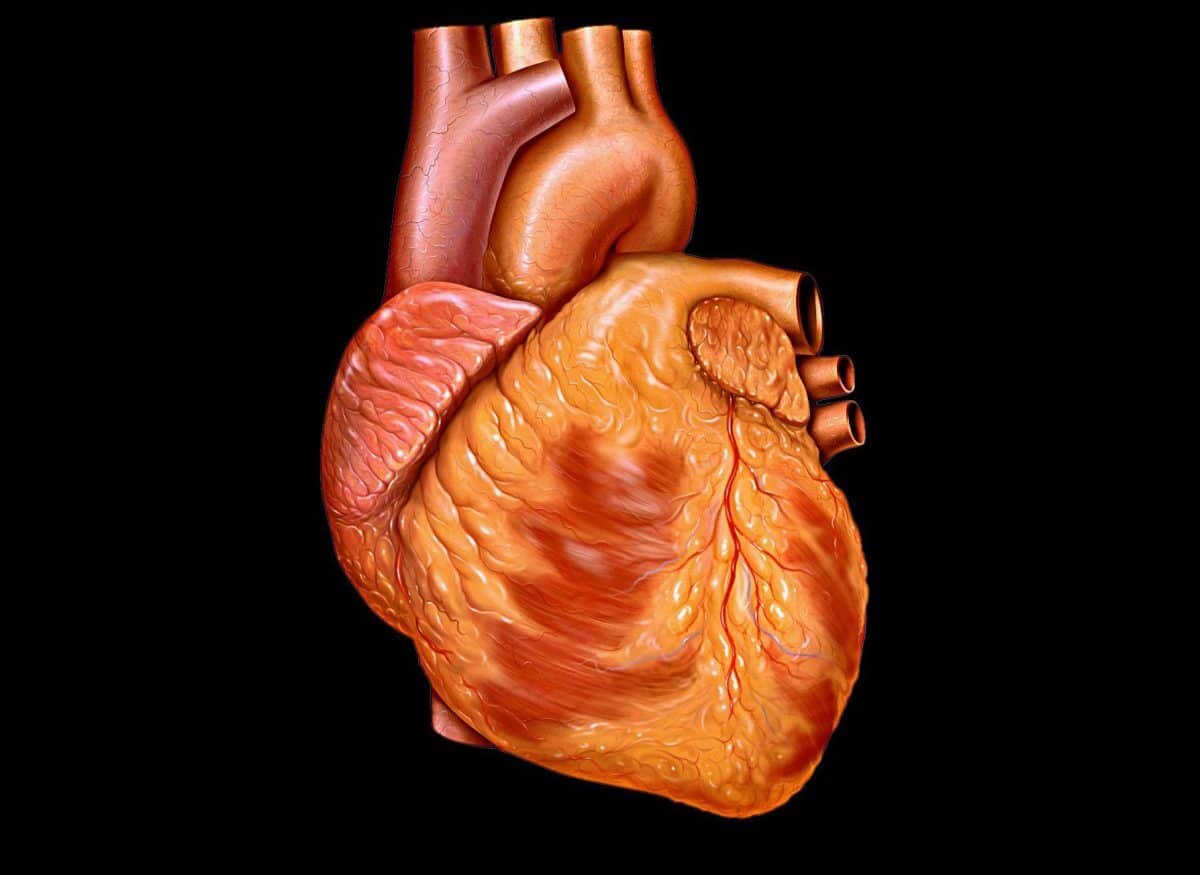    Иллюстрация сердца человека / © Jerm, Wikipedia