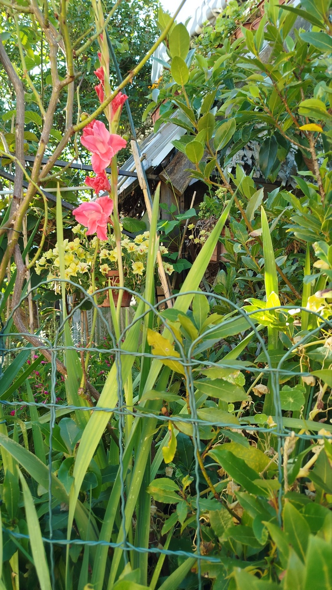 Фото автора. Клаймбер не очень попал в кадр, но сейчас этот микс - моя самая главная головная боль. Июль 2025г.