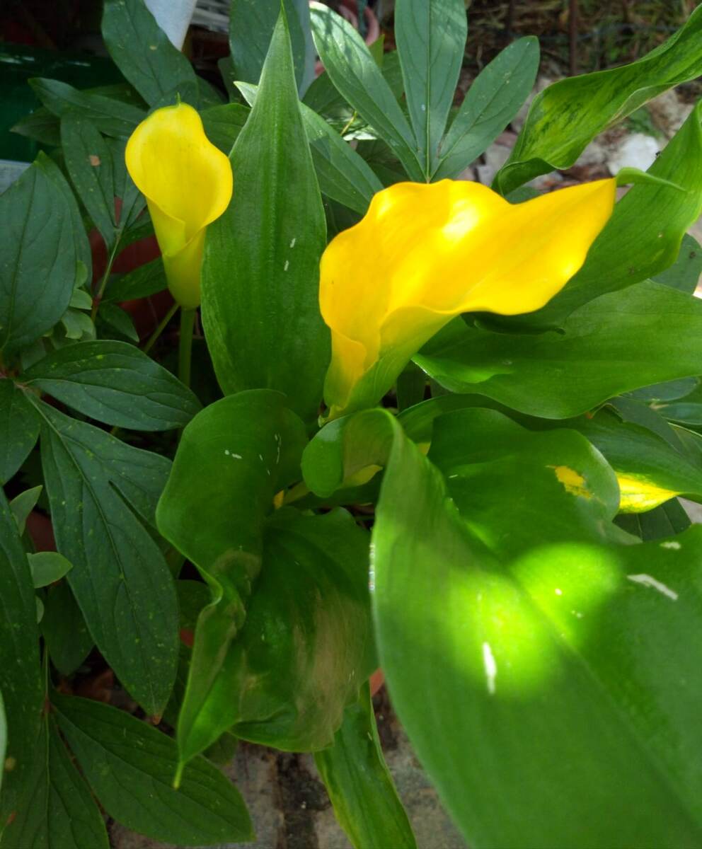 Фото автора. Каллы в 2024г. Первый год посадки.