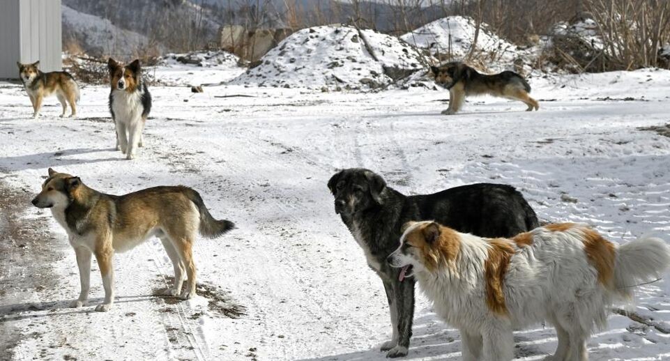    РИА «Новости»