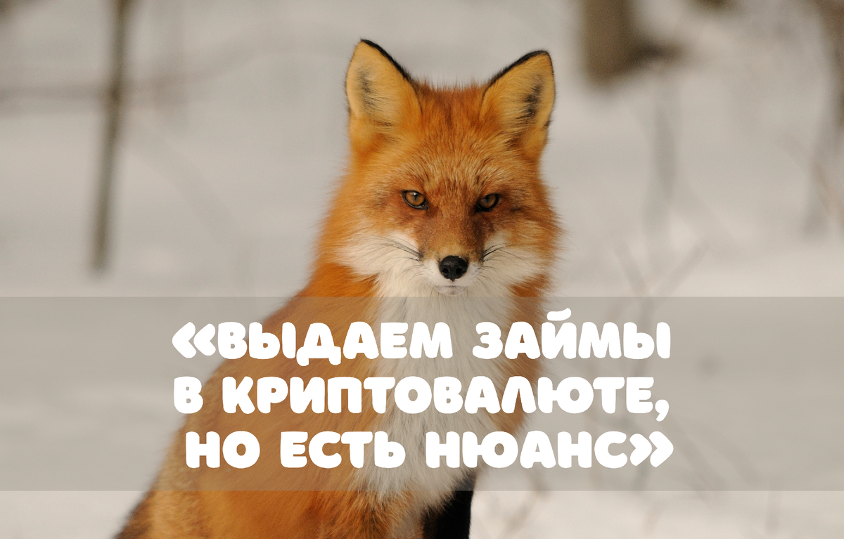 Фото: Aline Bedard / Shutterstock