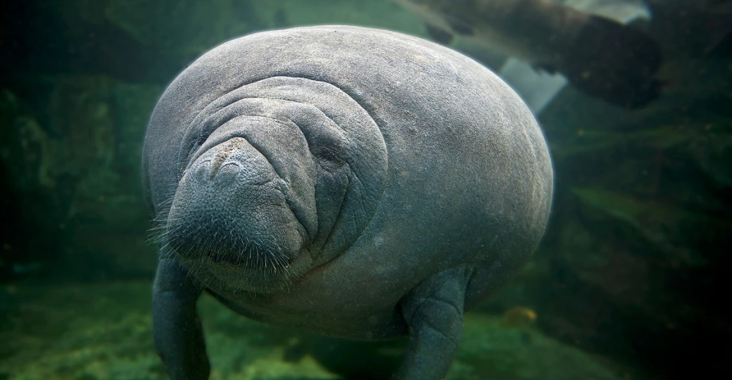 Отец 24 года врал сыну, что ему нравятся ламантины