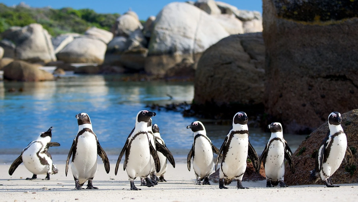 Кадр из фильма «Встречайте семью пингвинов»