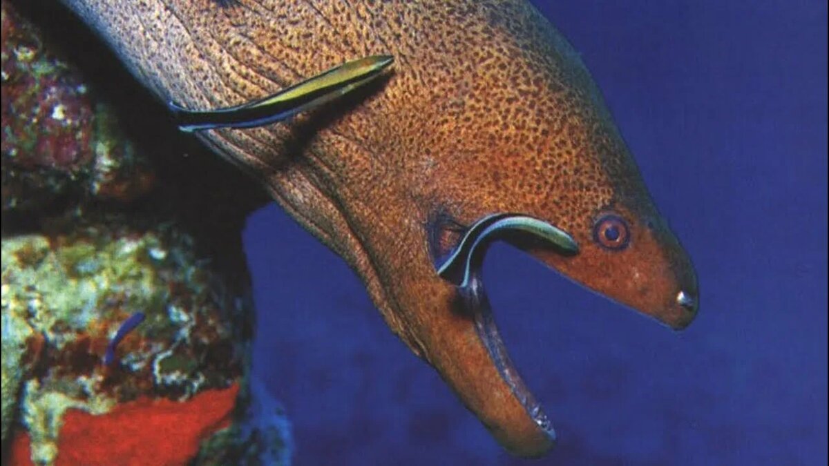 Рыбка- чистильщик и мурена.