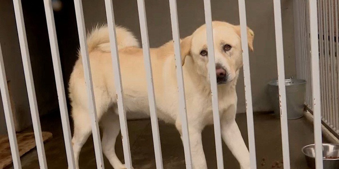 Более 1200 брошенных собак принял в 2025 году муниципальный приют Сочи